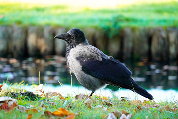 Hooded crow in a park. Corvus cornix
