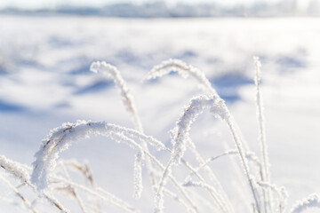 Dry grass covered with frost in a snowy field. Sunny frosty day. Winter nature background, close up 