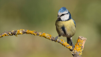 Blue and Yellow (Eurasian Blue Tit)