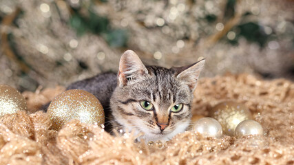 Portrait of a small cat. Kitten with green eyes. Christmas concept.Cute cat on a golden background.Pets. Kitten on a background of a Christmas tree and New Year's lights. Happy New Year.Tabby. Winter.