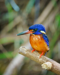 Blue-eared Kingfisher perching eye level on tree branch