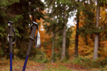 Trekking poles in forest. Space for text