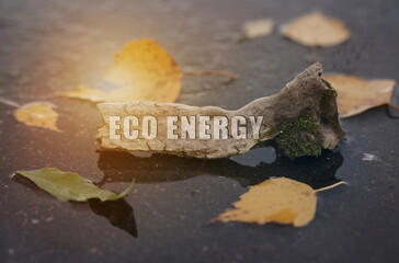 On the asphalt among the foliage, in a puddle, there is a branch on which it is written - Eco energy
