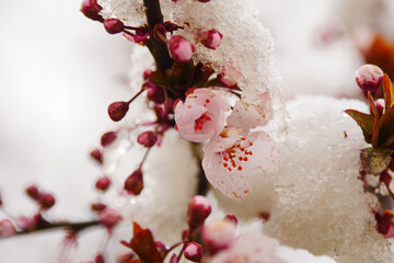 Apricot blossoms are frozen in spring