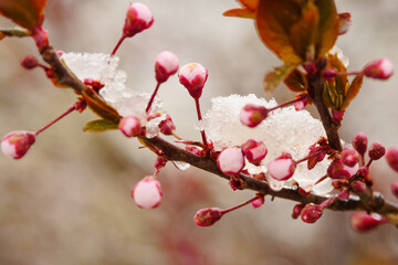 Fototapeta na wymiar Apricot blossoms are frozen in spring
