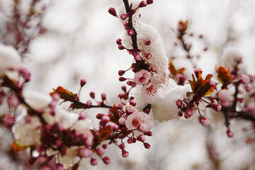 Apricot blossoms are frozen in spring