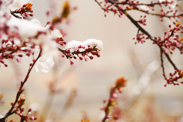 Apricot blossoms are frozen in spring
