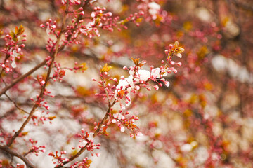 Apricot blossoms are frozen in spring