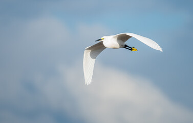 Little egret flying and cloudy blue sky in the background
