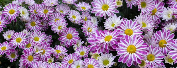 Fototapeta premium White magenta chrysanthemum blossom, panoramic background wallpaper natural flower header backdrop horizontal photography