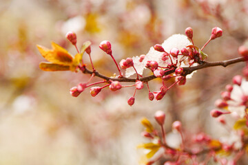 Apricot blossoms are frozen in spring