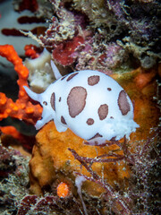 Discodoris atromaculata