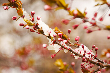 Apricot blossoms are frozen in spring