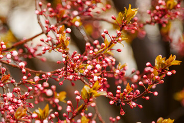 Pink buds that have not bloomed in spring