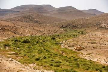 After some rain in the desert the river turned green