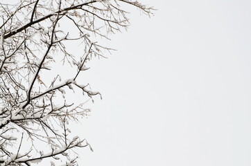 Snow on trees on a light background. Winter background. cold. For text. Backgrounds for Instagram Stories