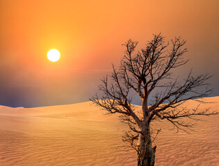 Matte painting of beautiful sun set in desert with dry tree for Movie Post production and vfx...