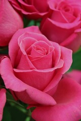 pink roses