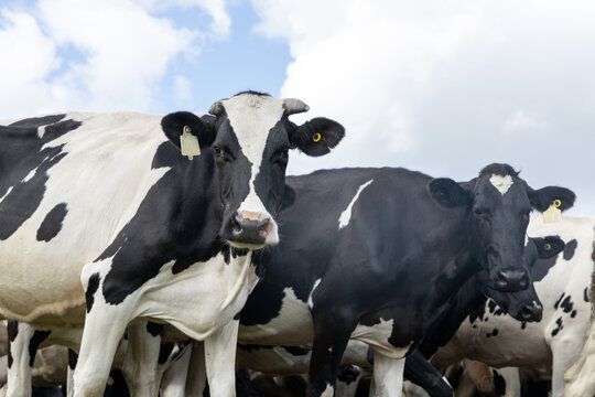 Holstein dairy cow looking down at camera