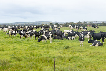 Dairy cattle in a field
