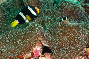 Naklejka na ściany i meble Clownfish swimming around their anemone