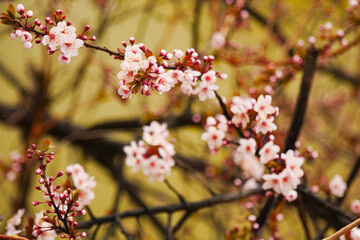 Pink apricot blossoms blooming in spring