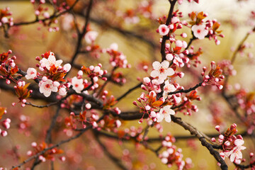 Pink apricot blossoms blooming in spring