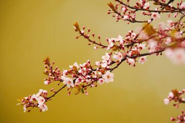 Pink apricot blossoms blooming in spring