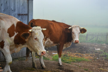 In the morning mist the cows come out of the barn 
