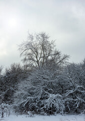 Winter snowy trees. City Park.