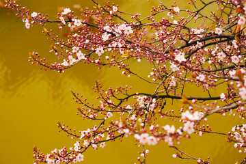 Pink apricot blossoms blooming in spring
