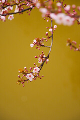 Pink apricot blossoms blooming in spring