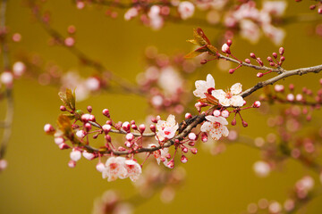 Pink apricot blossoms blooming in spring