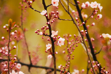 Pink apricot blossoms blooming in spring