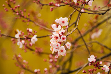 Pink apricot blossoms blooming in spring
