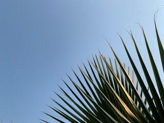 Obraz premium Palm tree on the seashore, against the background of the sky. Concept: Summer vacation in a warm climate. Green leaves of a palm tree, close-up.
