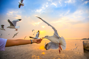 Naklejka premium Feeding seagull bird from hand