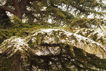 Pine spruce covered by snow