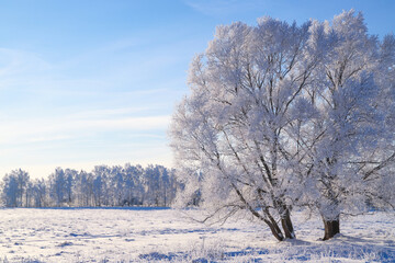 Beautiful winter landscape. A tree covered with white frost in a snowy field, close up. Sunny frosty day. Nature background 
