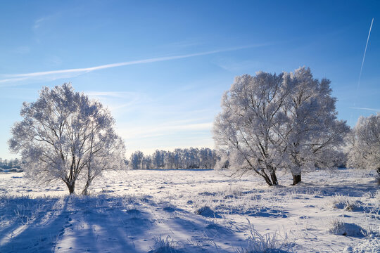 Beautiful winter landscape. Trees in hoarfrost in a snowy field. Sunny frosty day. Nature background 