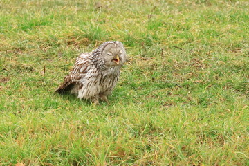 Ural owl (Strix uralensis) devouring rodent 