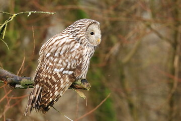 Ural owl (Strix uralensis) on view point for hunt