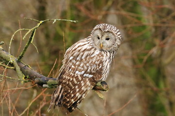 Ural owl (Strix uralensis) on view point for hunt