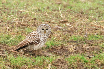Ural owl (Strix uralensis) on the field ground