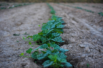 The pumpkin tree in the field is growing beautifully.
