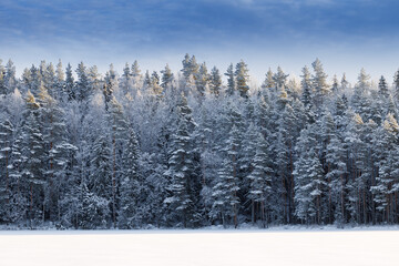 Wonderful winter forest after snowfall.