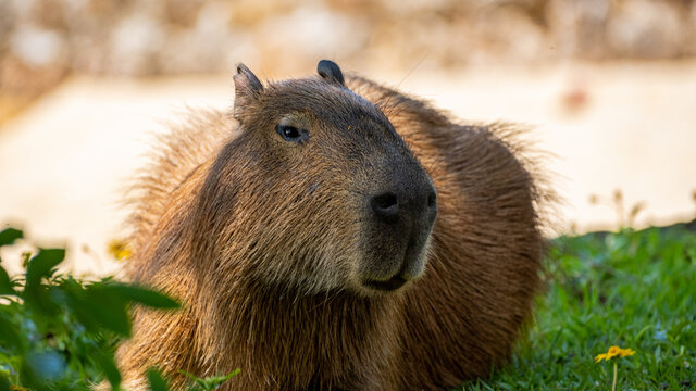 Carpincho capibara capybara Hydrochoerus hydrochaeris, chiguire Looking the camera