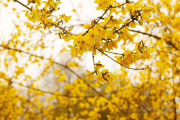 Yellow forsythia blooming in spring