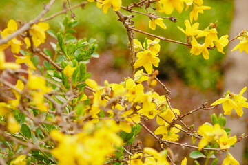 Yellow forsythia blooming in spring