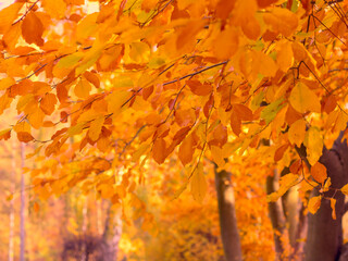 Autumn leaves on a tree close up.